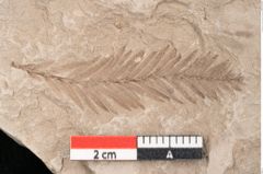 Foto (Detailansicht) von Taxodium distichum miocenicum Heer (NHMW-GEO-2024-0188-6417)
